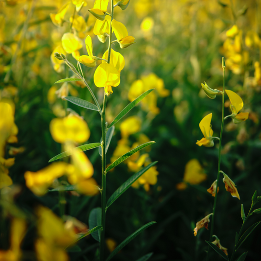 Sunhemp (Edible Flowers) - Organic