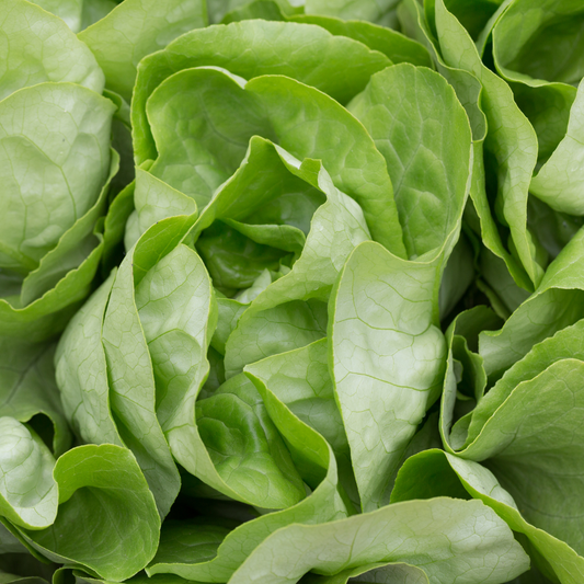 Lettuce, Butterhead - Organically Grown