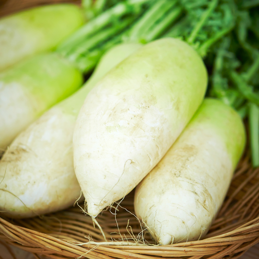 Radish, Daikon - Organic