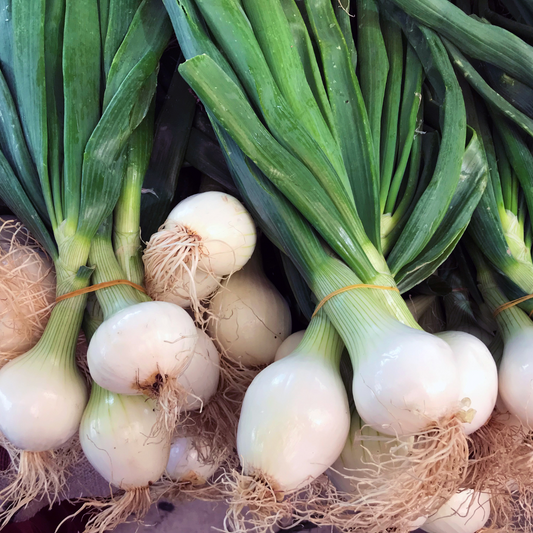 Onion, Spring (no tops) - Organically Grown